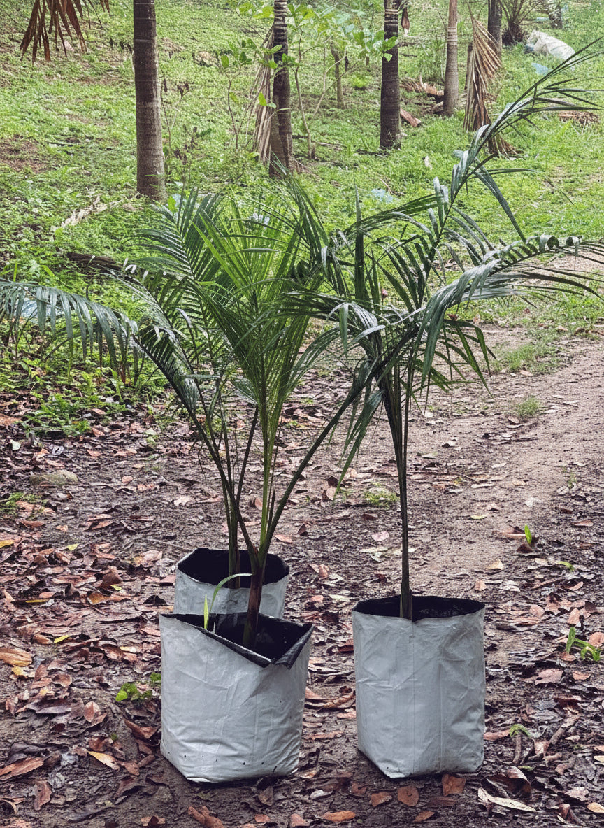 Palmeras Reales chicas