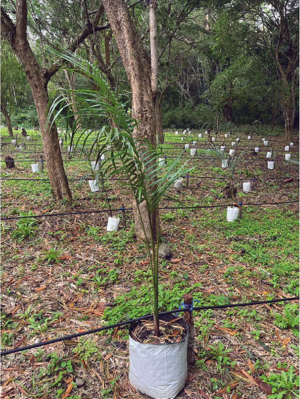 Palmeras Reales chicas