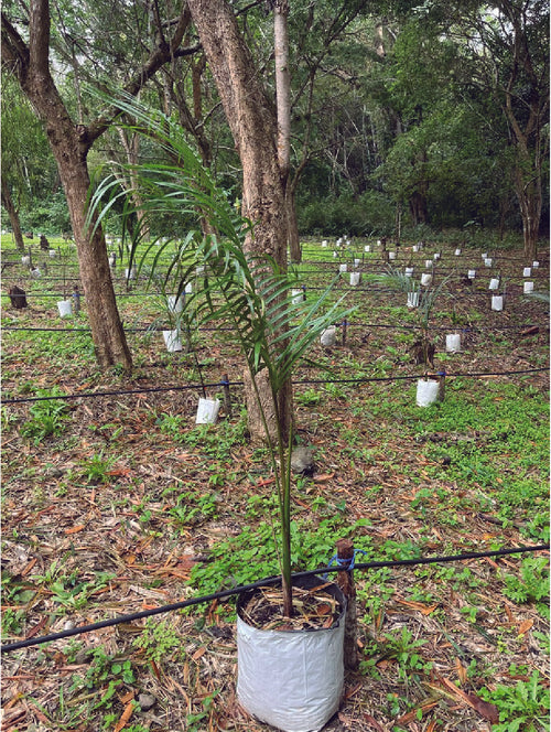 Palmeras Reales chicas