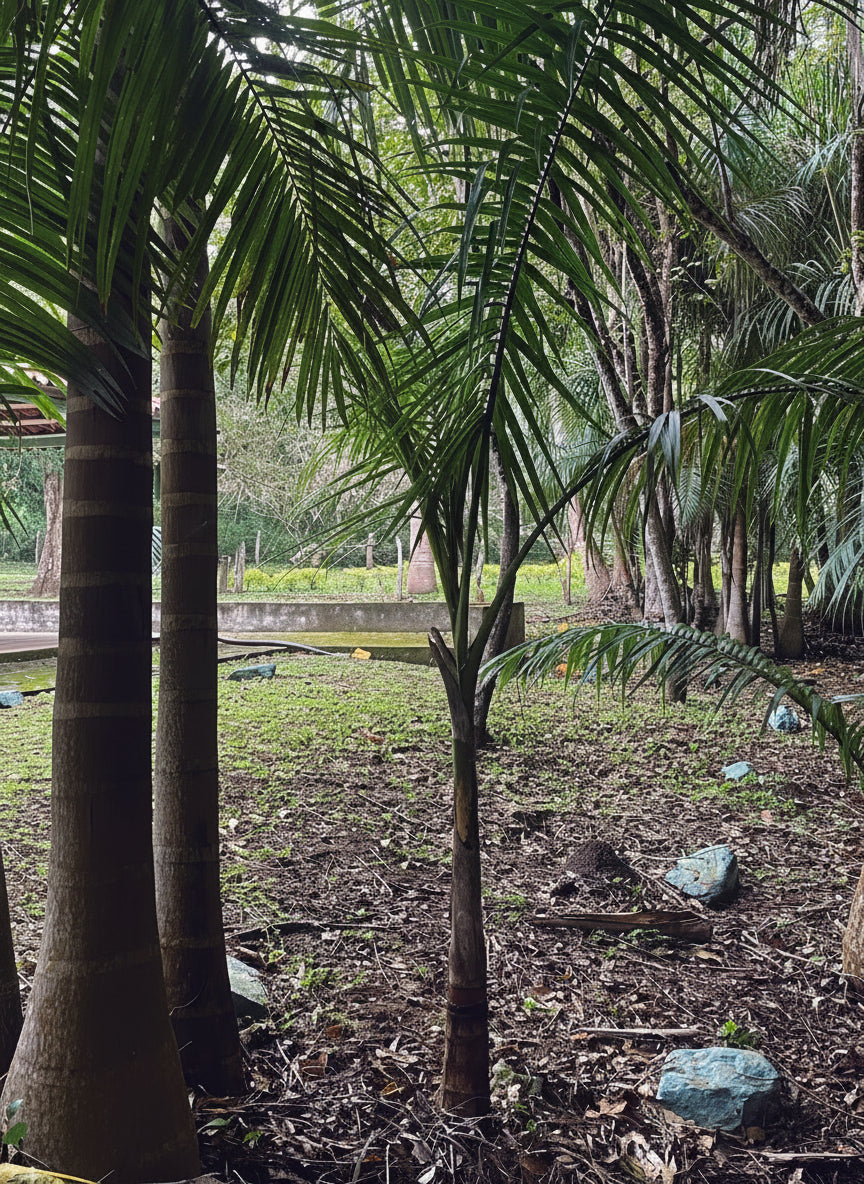 Palmeras Reales Grandes (De 2 a 3 m de altura del tronco)