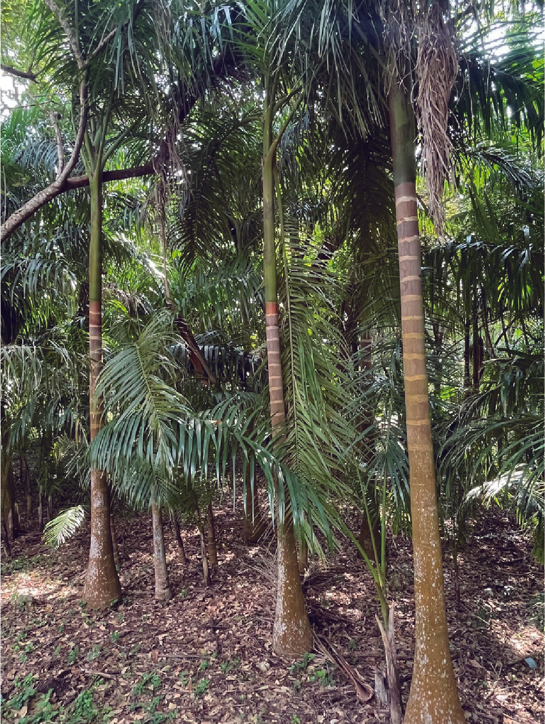 Palmeras Reales Grandes (De 2 a 3 m de altura del tronco)